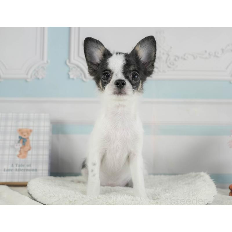 成約済の静岡県のチワワ(ロングコート)-392469の4枚目