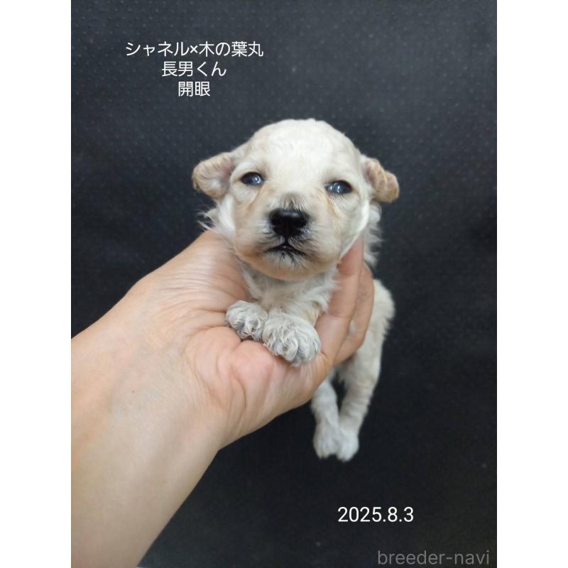 販売中の大阪府のティーカッププードル-400542の4枚目