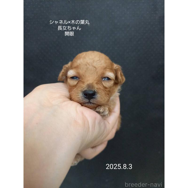 成約済の大阪府のティーカッププードル-400543の4枚目