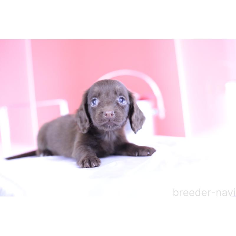 成約済の愛知県のミニチュアダックスフンド(ロングヘアード)-400444の13枚目