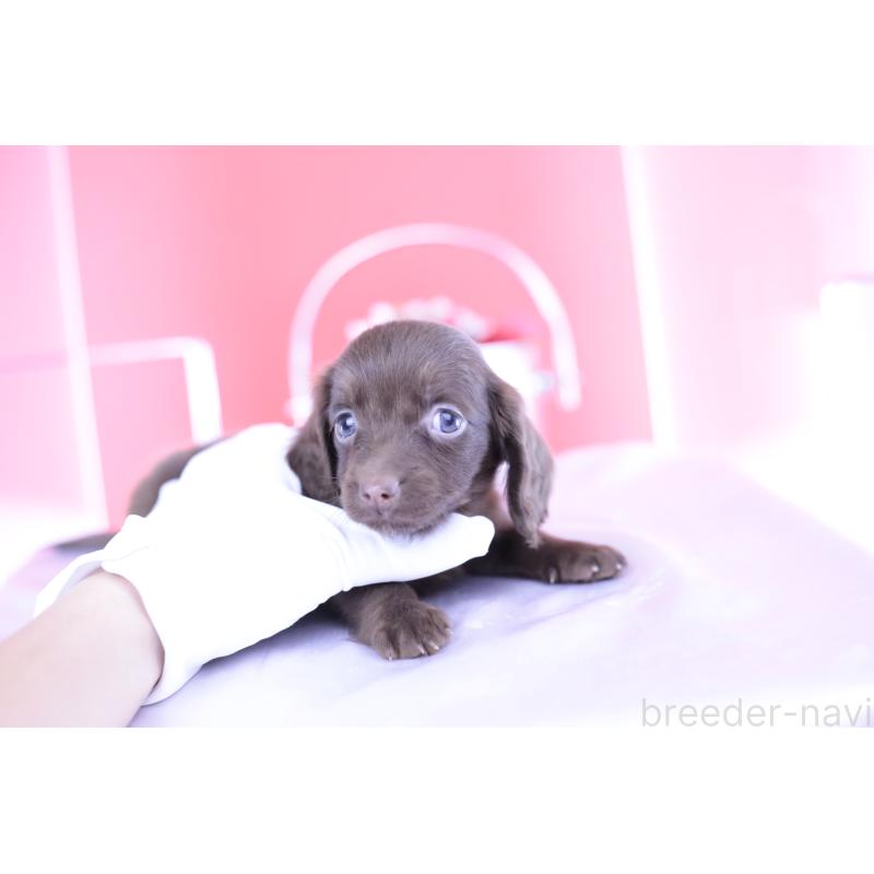 成約済の愛知県のミニチュアダックスフンド(ロングヘアード)-400444の10枚目