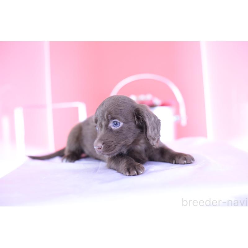 成約済の愛知県のミニチュアダックスフンド(ロングヘアード)-400444の8枚目