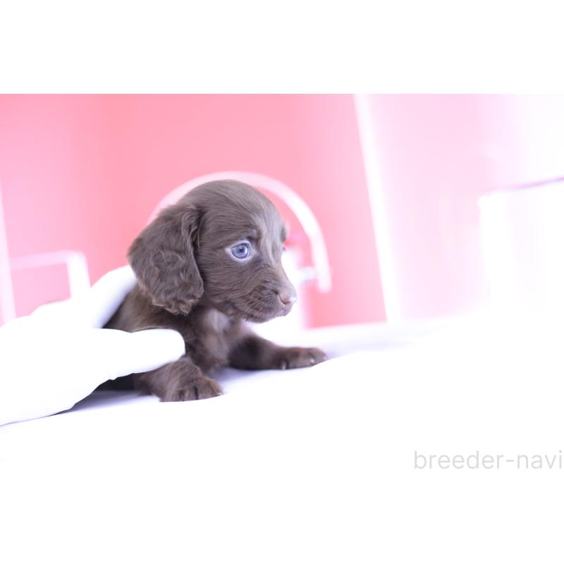 成約済の愛知県のミニチュアダックスフンド(ロングヘアード)-400444の7枚目