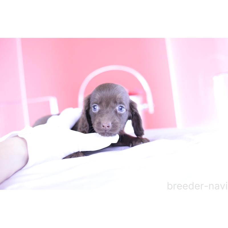 成約済の愛知県のミニチュアダックスフンド(ロングヘアード)-400444の4枚目