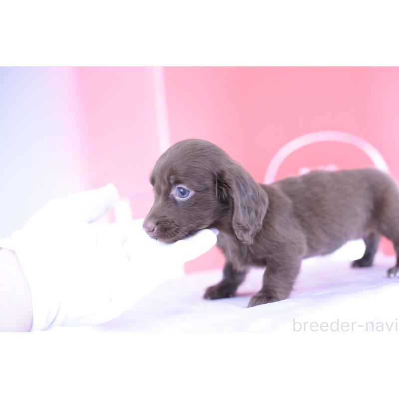 成約済の愛知県のミニチュアダックスフンド(ロングヘアード)-400444の2枚目