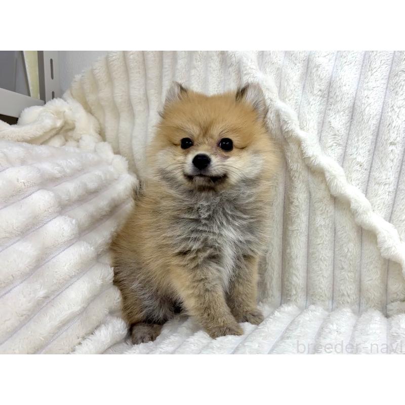 販売中の東京都のポメラニアン-398437