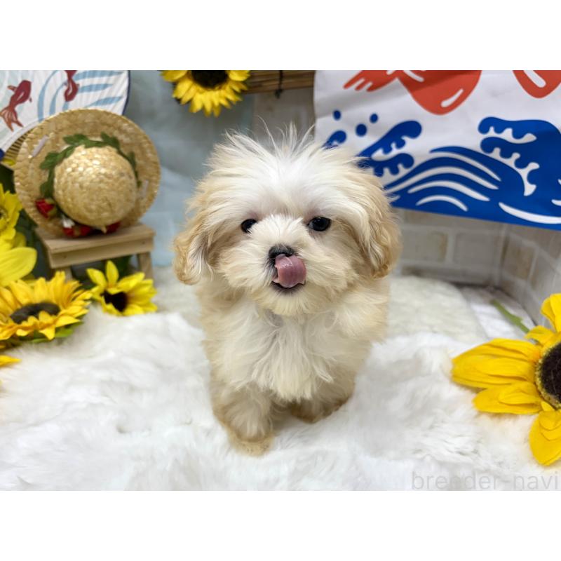 成約済の東京都のマルプー:マルチーズ×トイプードル-398434の5枚目