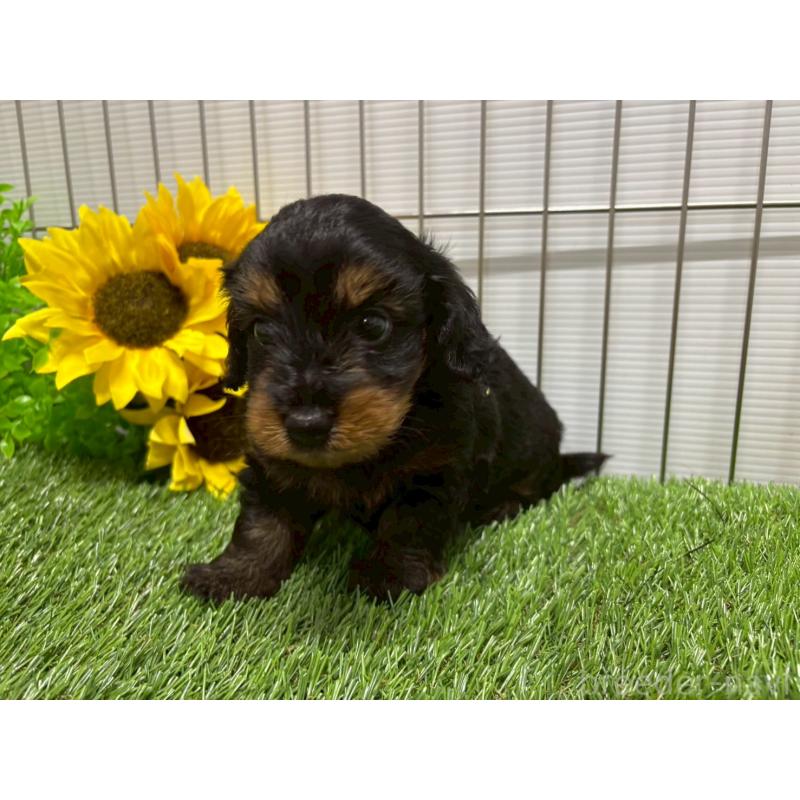 販売中の鹿児島県のミックス犬-404185の5枚目