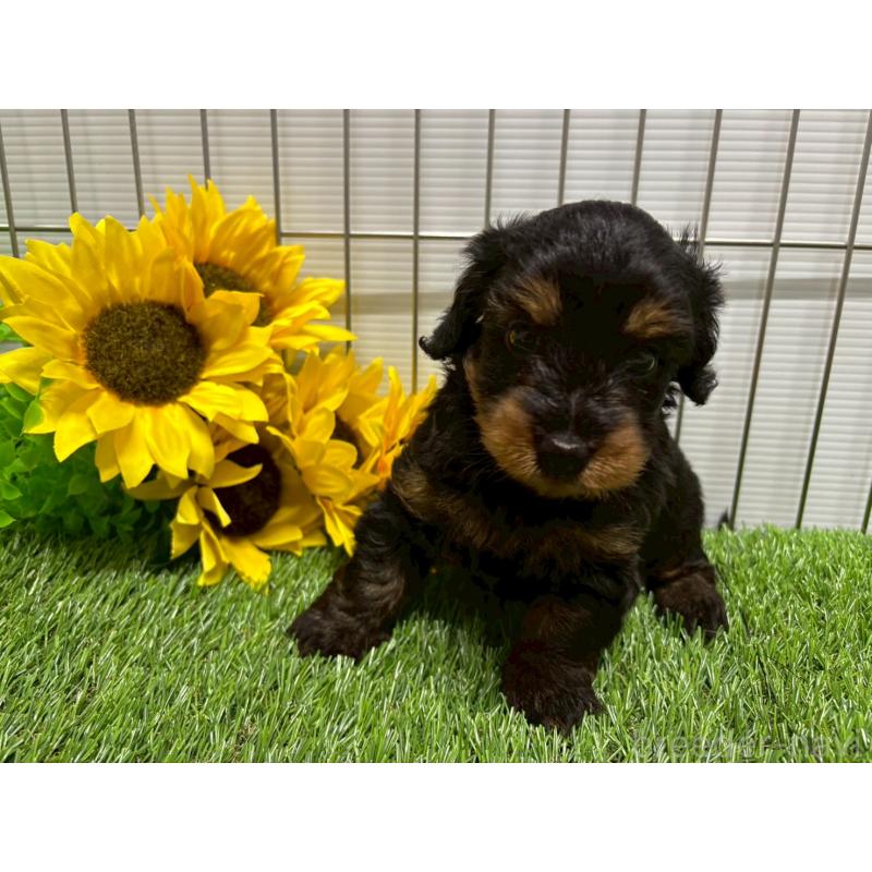 販売中の鹿児島県のミックス犬-404185の4枚目