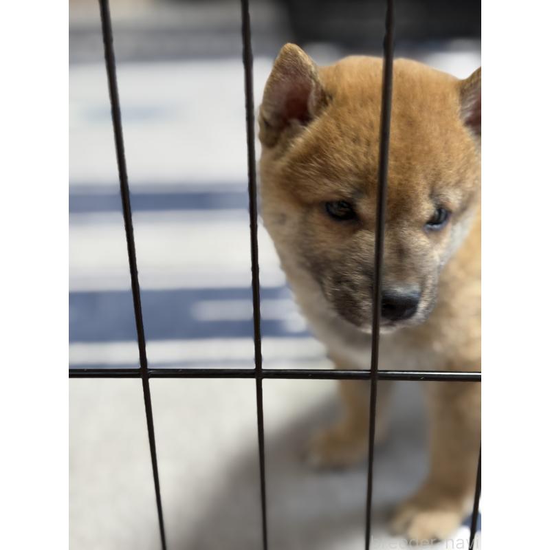 成約済の福岡県の豆柴-400515の9枚目