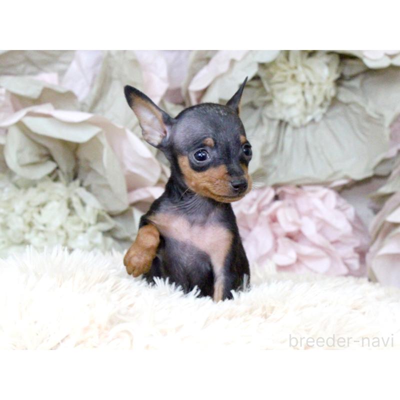 成約済の大阪府のミニチュアピンシャー(ミニピン)-401051の8枚目