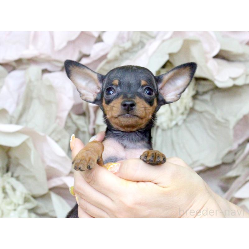 成約済の大阪府のミニチュアピンシャー(ミニピン)-401051の7枚目