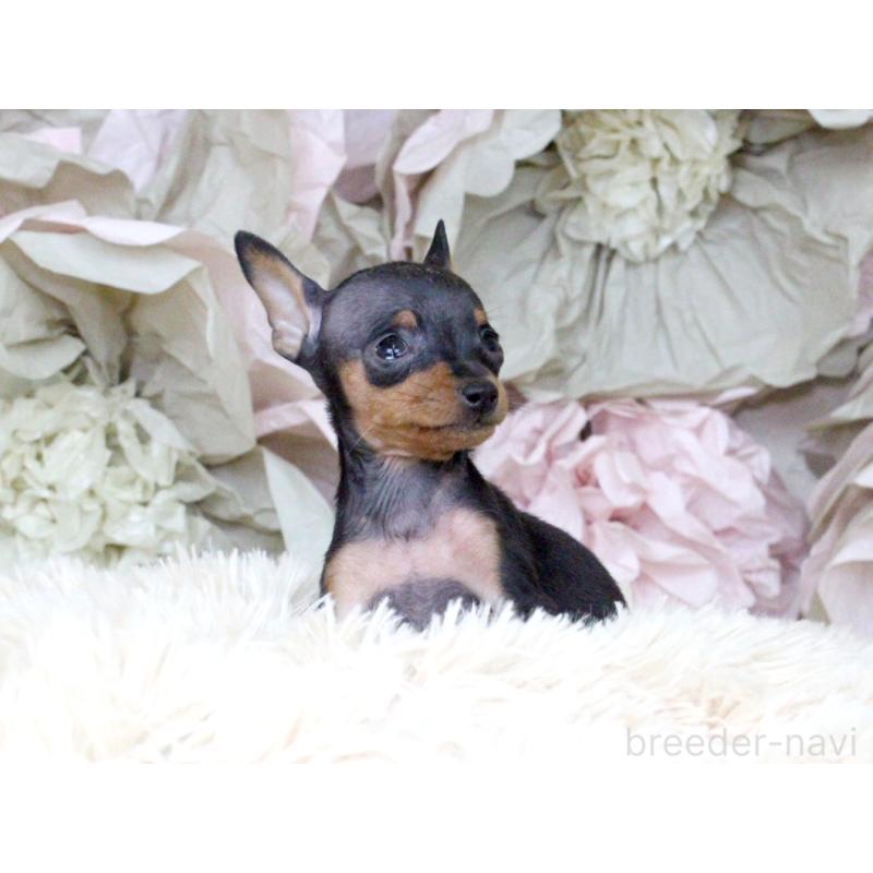 成約済の大阪府のミニチュアピンシャー(ミニピン)-401051の6枚目