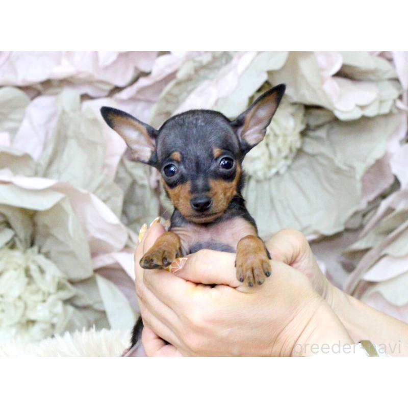 成約済の大阪府のミニチュアピンシャー(ミニピン)-401051の5枚目