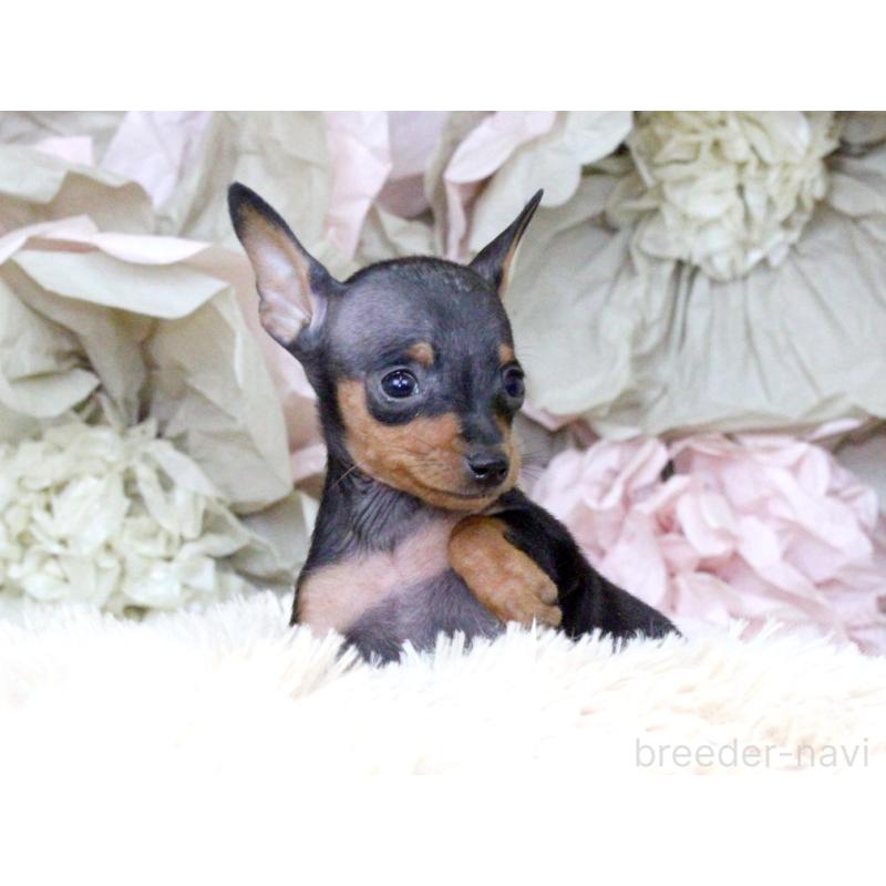 成約済の大阪府のミニチュアピンシャー(ミニピン)-401051の4枚目