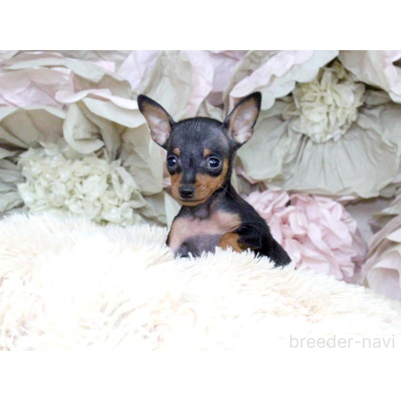 成約済の大阪府のミニチュアピンシャー(ミニピン)-401051の2枚目