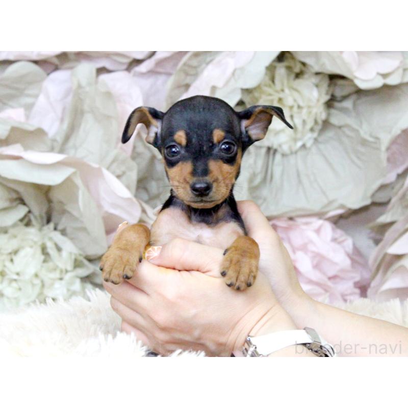 成約済の大阪府のミニチュアピンシャー(ミニピン)-401054の8枚目