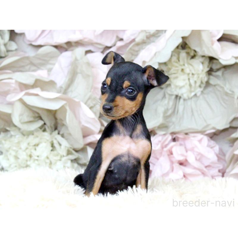 成約済の大阪府のミニチュアピンシャー(ミニピン)-401054の7枚目