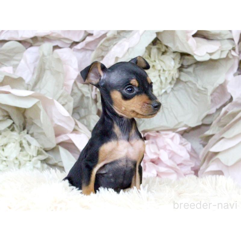 成約済の大阪府のミニチュアピンシャー(ミニピン)-401054の6枚目