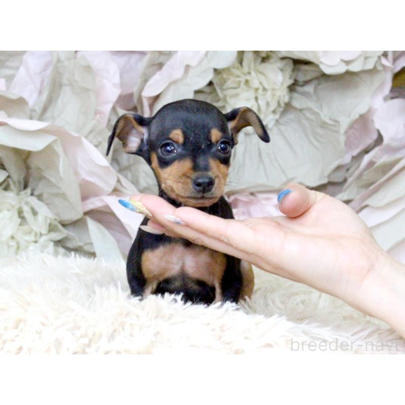 成約済の大阪府のミニチュアピンシャー(ミニピン)-401054の5枚目