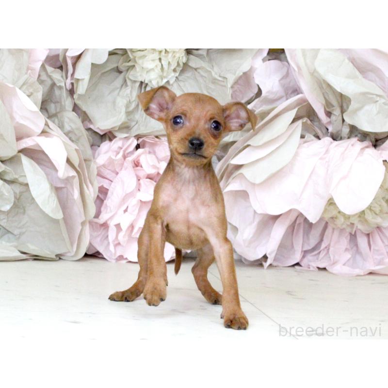 成約済の大阪府のミニチュアピンシャー(ミニピン)-401055の8枚目