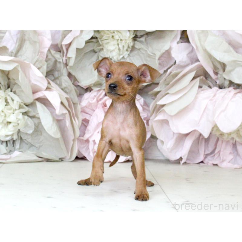 成約済の大阪府のミニチュアピンシャー(ミニピン)-401055の7枚目