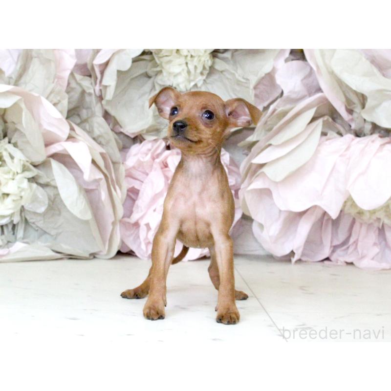 成約済の大阪府のミニチュアピンシャー(ミニピン)-401055の6枚目