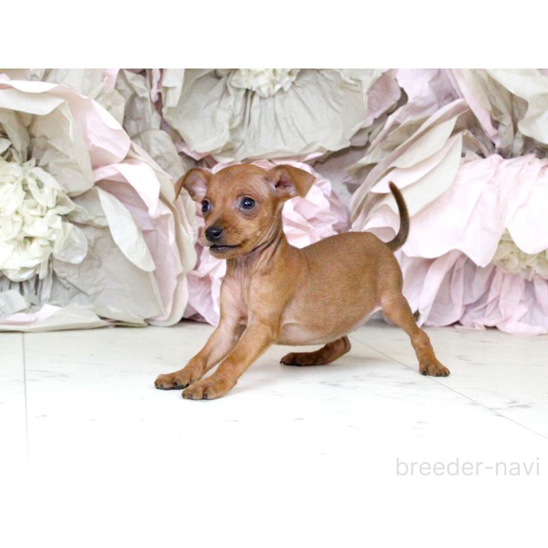 成約済の大阪府のミニチュアピンシャー(ミニピン)-401055の5枚目