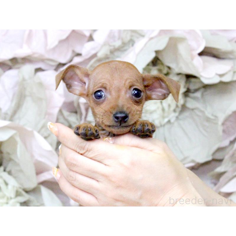 成約済の大阪府のミニチュアピンシャー(ミニピン)-401055の4枚目