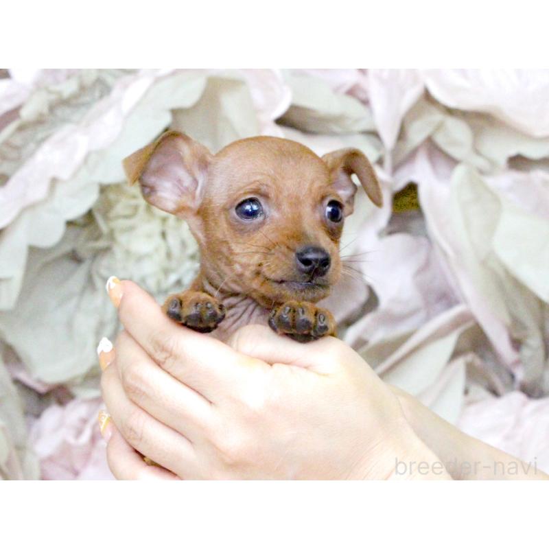 成約済の大阪府のミニチュアピンシャー(ミニピン)-401055の3枚目