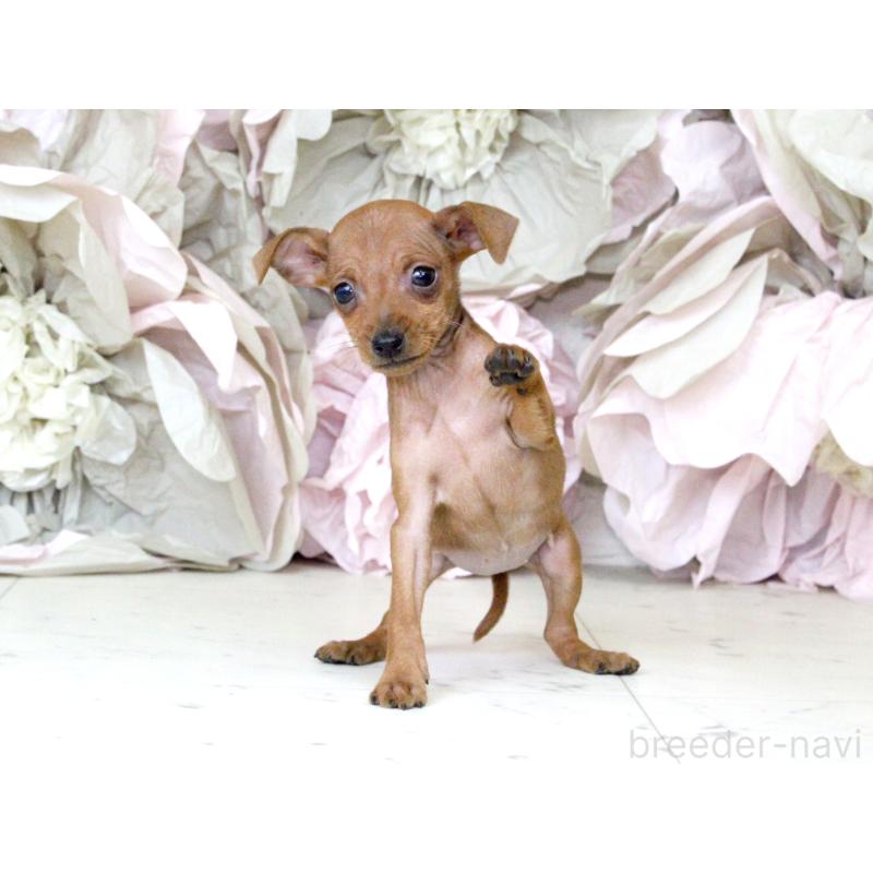 成約済の大阪府のミニチュアピンシャー(ミニピン)-401055の2枚目