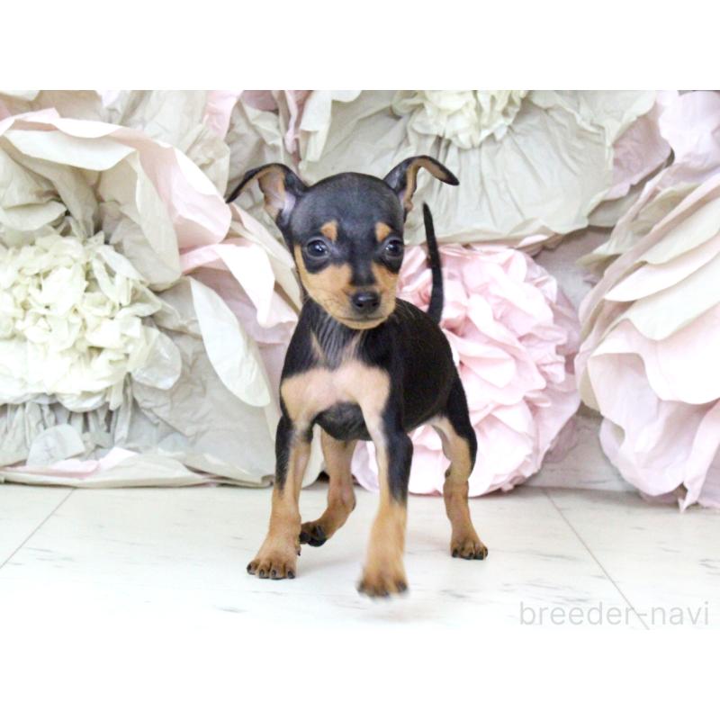 成約済の大阪府のミニチュアピンシャー(ミニピン)-401056の8枚目