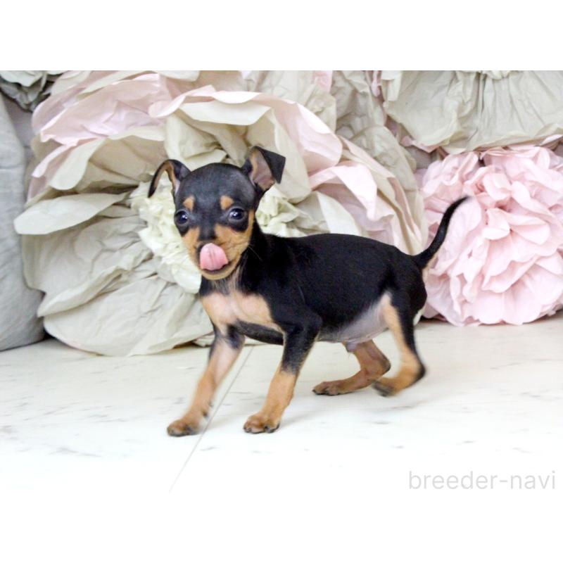 成約済の大阪府のミニチュアピンシャー(ミニピン)-401056の6枚目