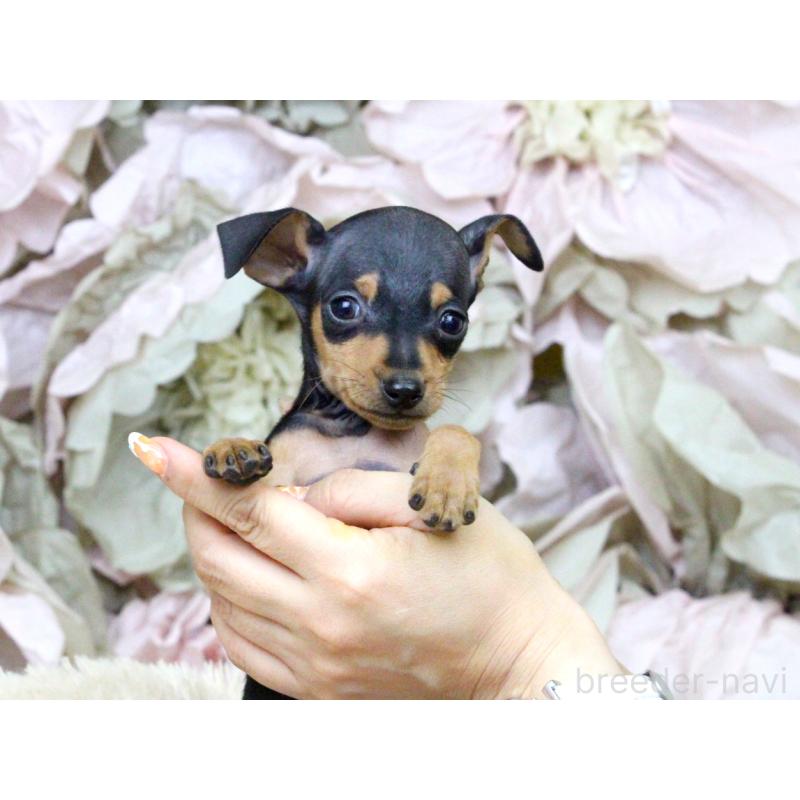 成約済の大阪府のミニチュアピンシャー(ミニピン)-401056の5枚目