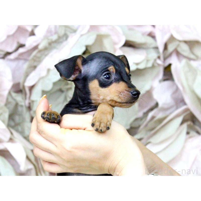 成約済の大阪府のミニチュアピンシャー(ミニピン)-401056の4枚目