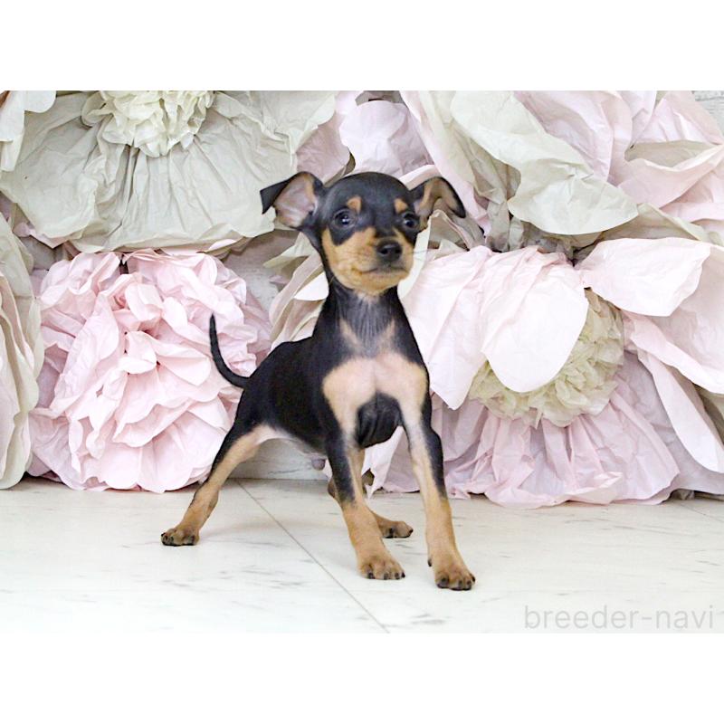 成約済の大阪府のミニチュアピンシャー(ミニピン)-401056の3枚目