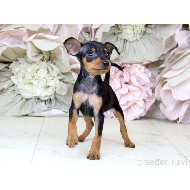 成約済の大阪府のミニチュアピンシャー(ミニピン)-401057の8枚目