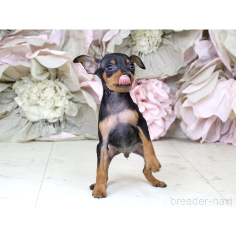 成約済の大阪府のミニチュアピンシャー(ミニピン)-401057の7枚目