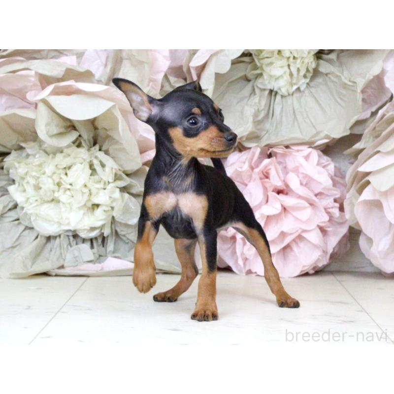 成約済の大阪府のミニチュアピンシャー(ミニピン)-401057の6枚目