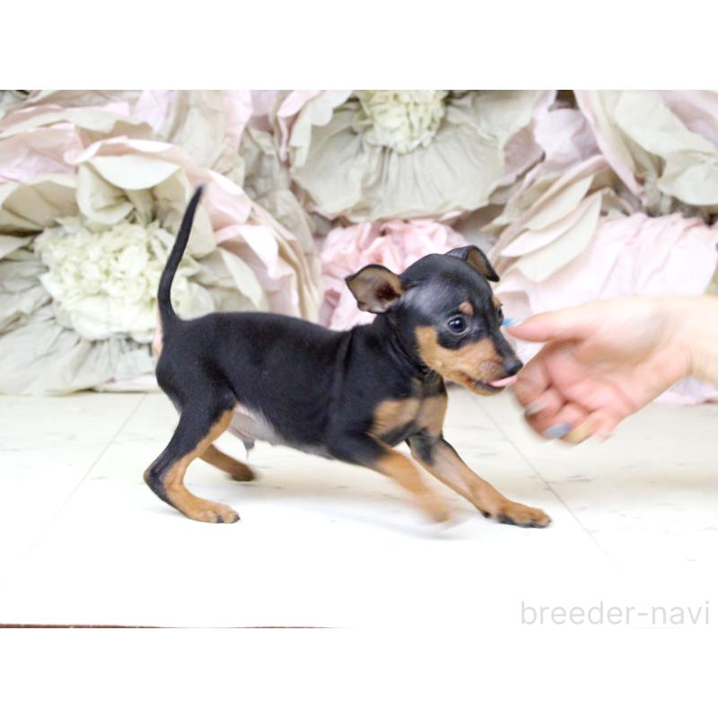 成約済の大阪府のミニチュアピンシャー(ミニピン)-401057の5枚目