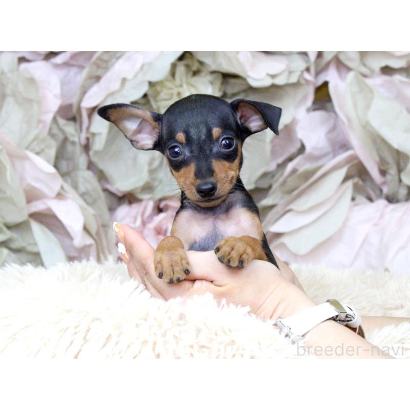 成約済の大阪府のミニチュアピンシャー(ミニピン)-401057の4枚目