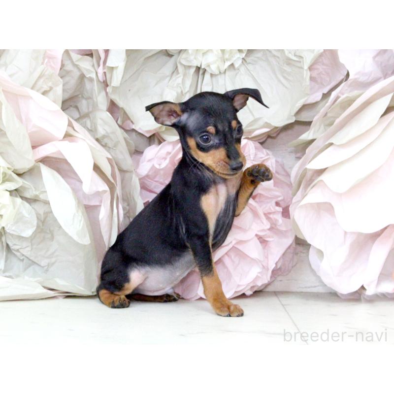 成約済の大阪府のミニチュアピンシャー(ミニピン)-401057の3枚目