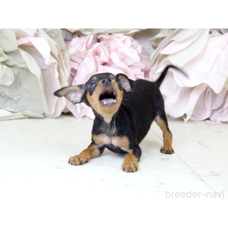 成約済の大阪府のミニチュアピンシャー(ミニピン)-401057の2枚目