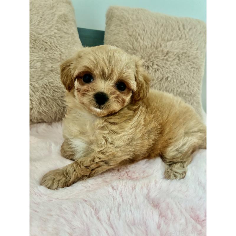 販売中の大阪府のミックス犬-404200の4枚目