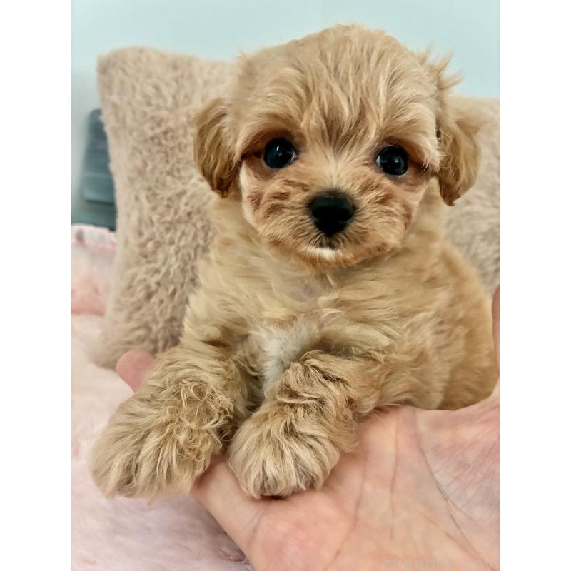 販売中の大阪府のミックス犬-404200の3枚目