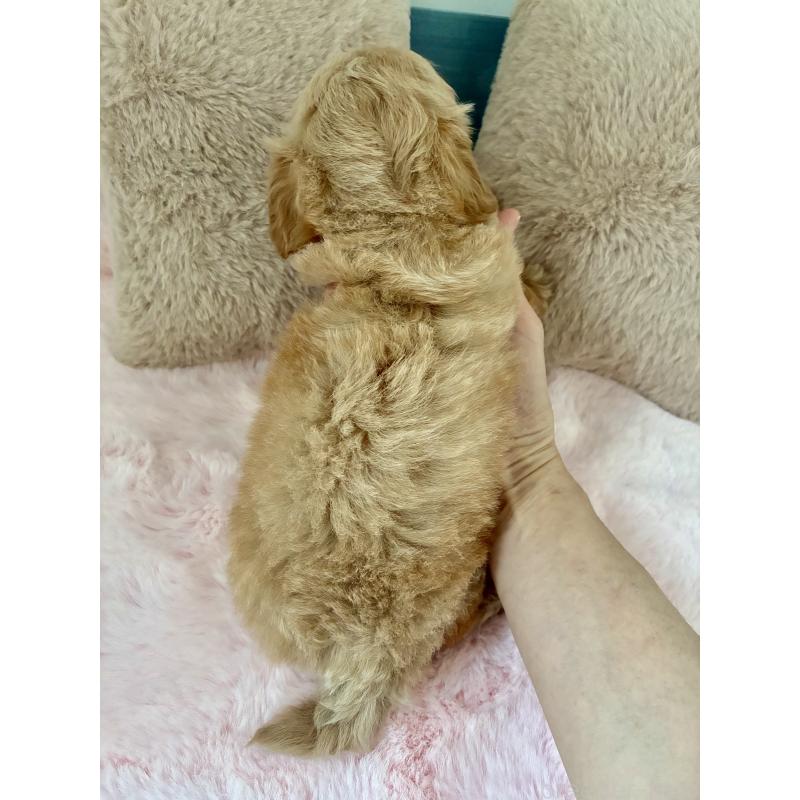 販売中の大阪府のミックス犬-404200の2枚目