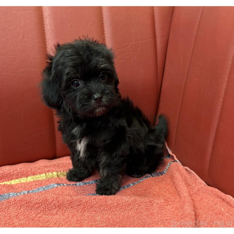 販売中の京都府のミックス犬-404205の3枚目