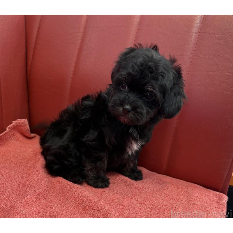 販売中の京都府のミックス犬-404205の2枚目