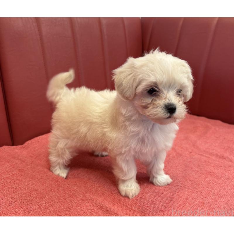 販売中の京都府のミックス犬-404206の3枚目