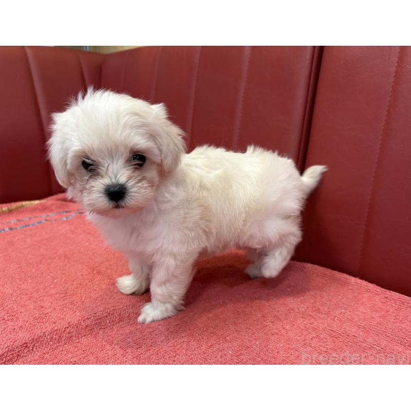 販売中の京都府のミックス犬-404206の2枚目